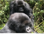 gorillas, rwanda, africa, wildlife