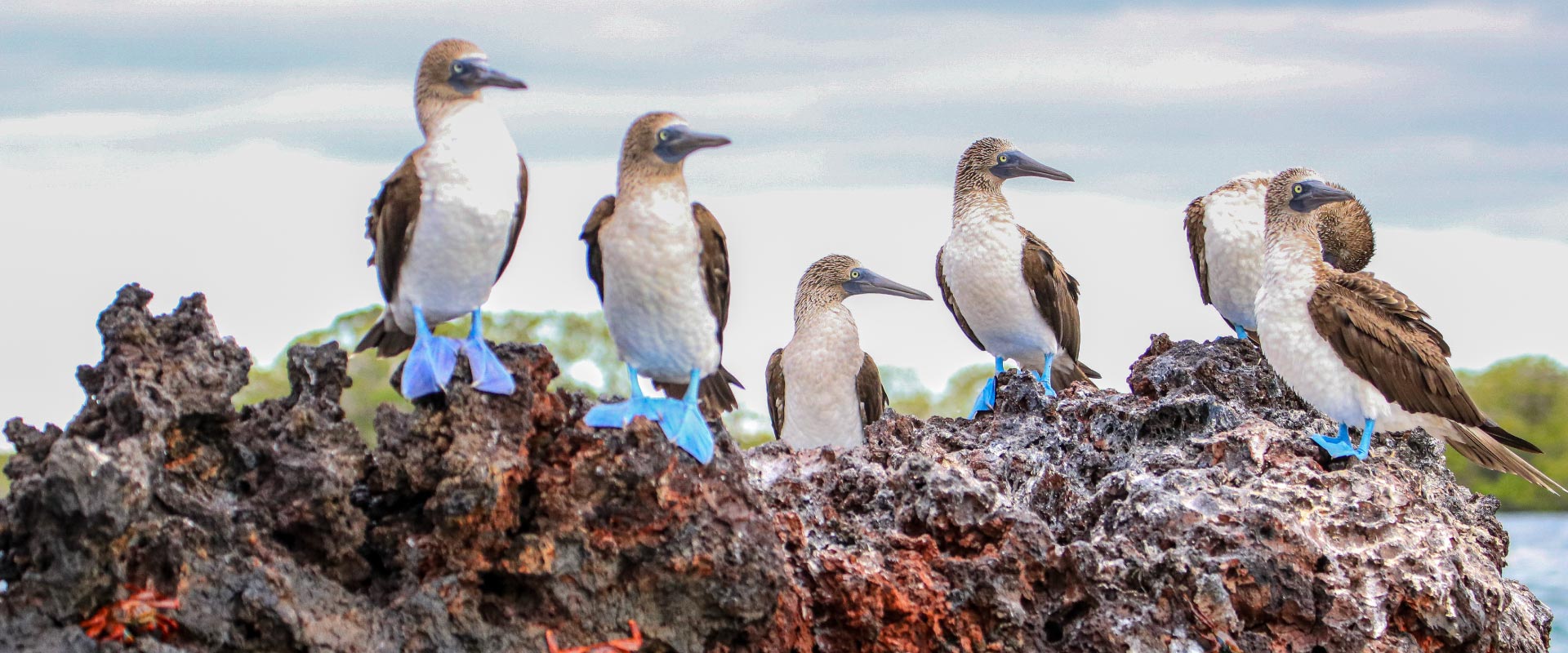 Embark on a unique Galapagos Islands journey tailored for self-flying aviation enthusiasts. Join a select group of pilots and explore the wonders of this iconic destination together."