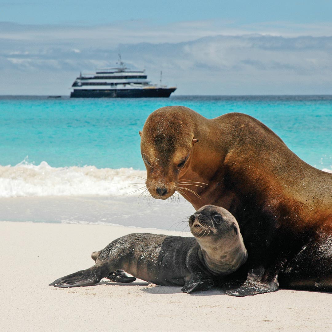 alapagos Islands Cruise Experiences: Immerse yourself in unforgettable adventures and breathtaking scenery aboard our luxury yacht for self-flying pilots. From thrilling wildlife encounters to serene nature walks, every moment promises discovery and wonder