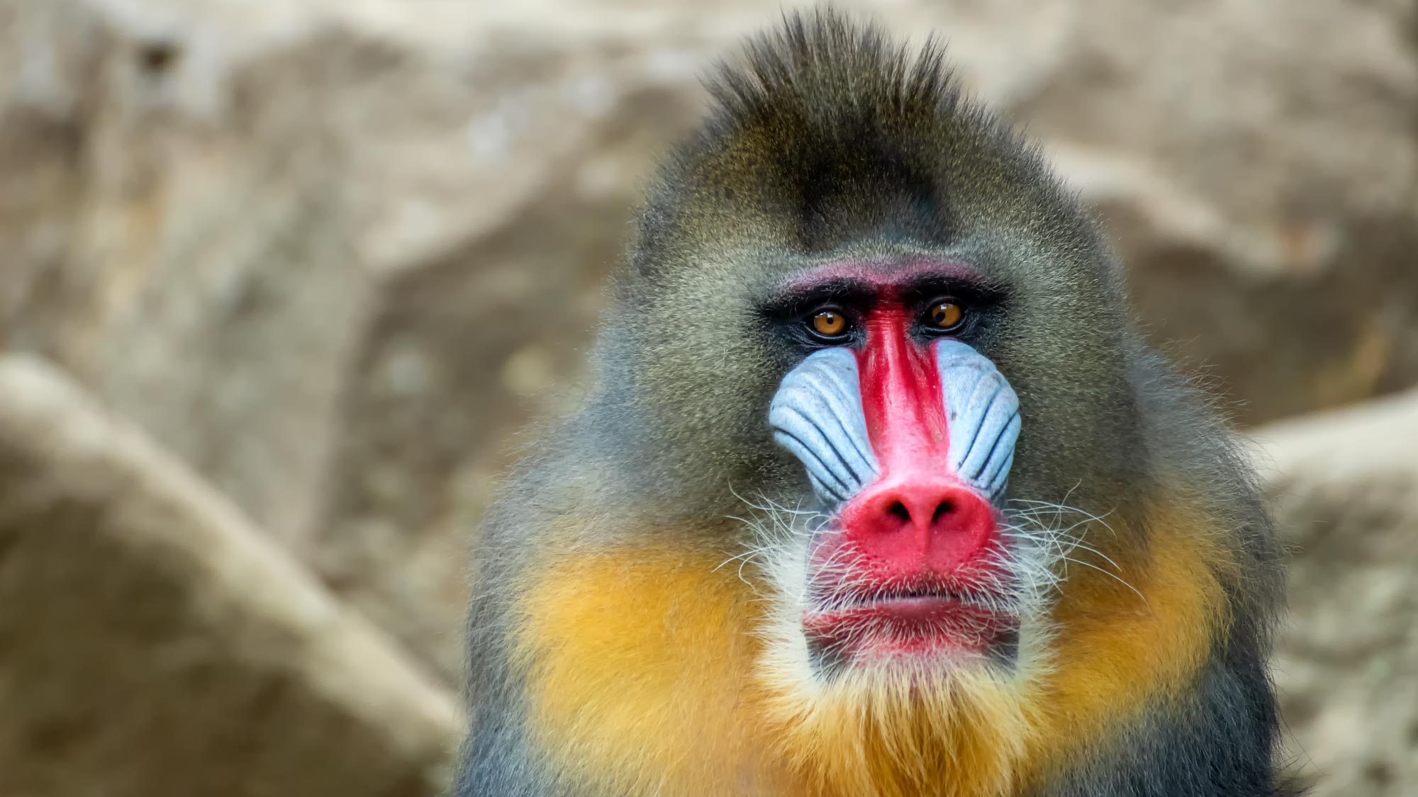 Embark on a pilot's adventure over Libreville, Gabon, and witness its stunning landscapes from above. Fly to Pongara National Park for a safari experience, encountering majestic mandrills amidst lush forests and pristine wilderness.