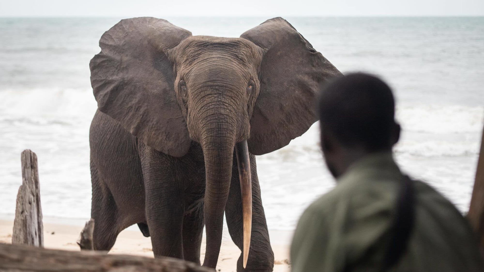 Embark on a pilot's adventure over Libreville, Gabon, and witness its stunning landscapes from above. Fly to Pongara National Park for a safari experience, encountering majestic mandrills amidst lush forests and pristine wilderness.