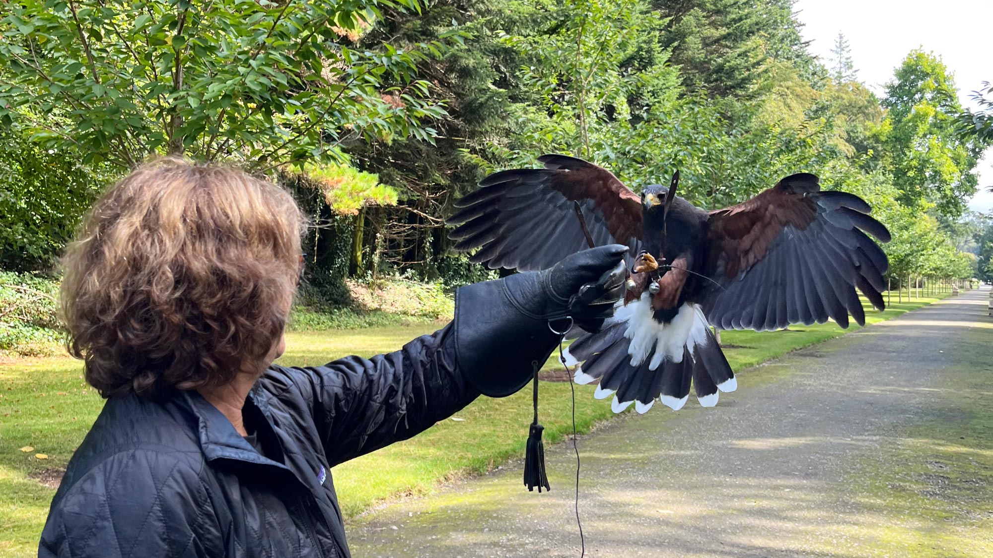 Experiencing the captivating world of falconry at Cameron House, Ireland.
