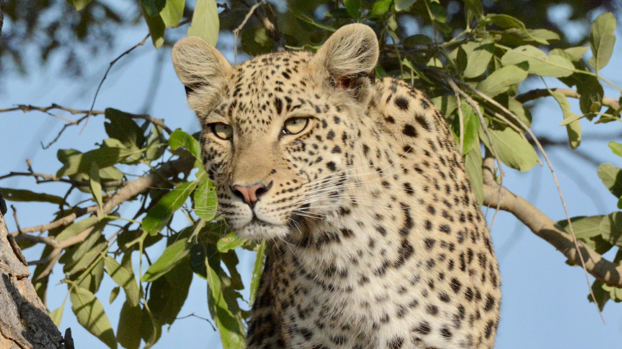 Experience a thrilling safari in the Okavango Delta, where open 4x4 vehicles provide close encounters with Africa's diverse wildlife, including elephants, lions, and hippos in a stunning wetland landscape.