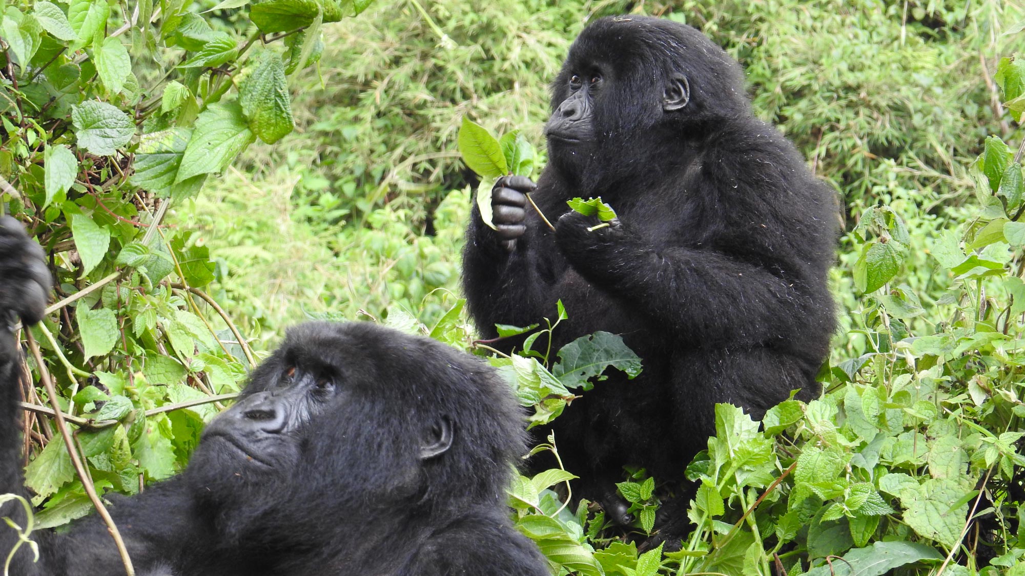 Experience the awe-inspiring adventure of gorilla trekking in Rwanda, where visitors can observe these majestic primates in their natural habitat, surrounded by lush green forests and captivating landscapes.