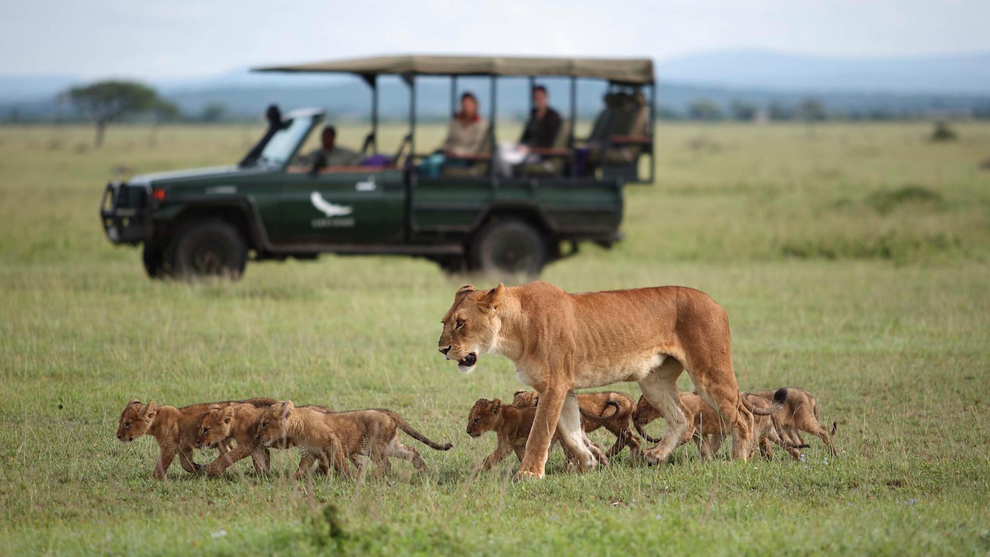 Discover the rugged beauty of the Western Serengeti in Tanzania, home to vast savannahs and abundant wildlife. Experience thrilling safari adventures with sightings of large lion prides, herds of wildebeest, zebra, and other iconic animals in this extraordinary region.