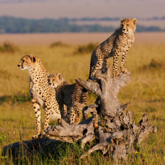 Journey to Africa - September 2027