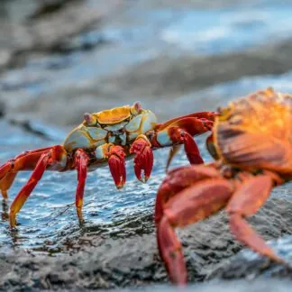 Journey to the Galapagos Islands - December 2025