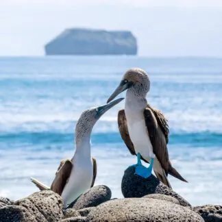 Journey to the Galapagos Islands - February 2026
