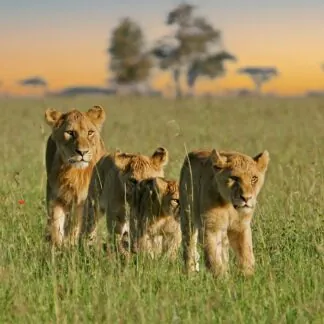 Journey to Africa - September 2026