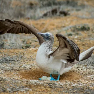 Journey to the Galapagos Islands - January 2027